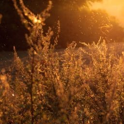Pollen and plants in a sunset.