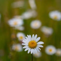 White flowers with a yellow center in a large field outdoors.