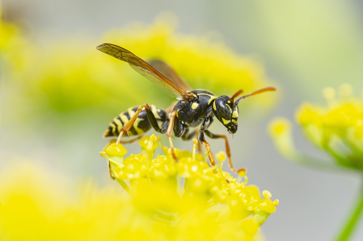 Yellow jacket close-up.