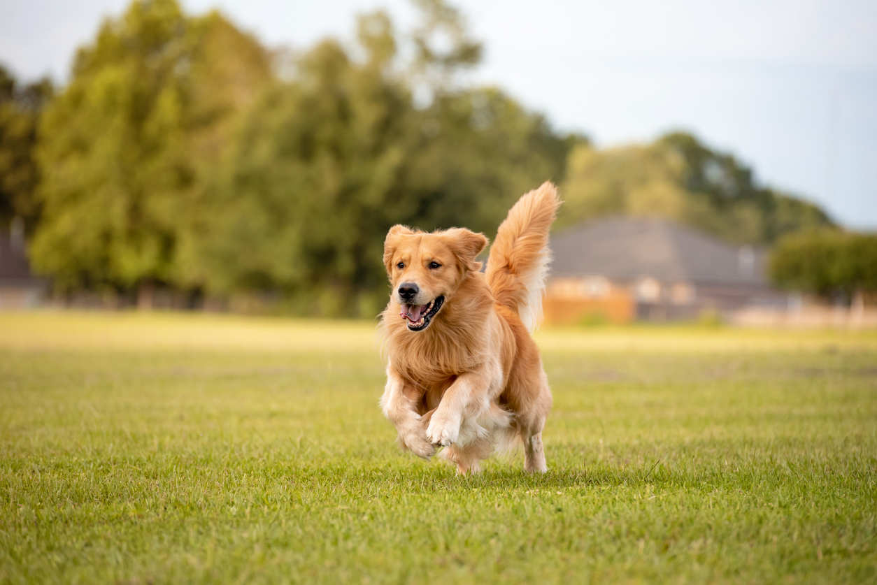 An adult Golden Retriever dog plays and runs in a park an open field with green grass.