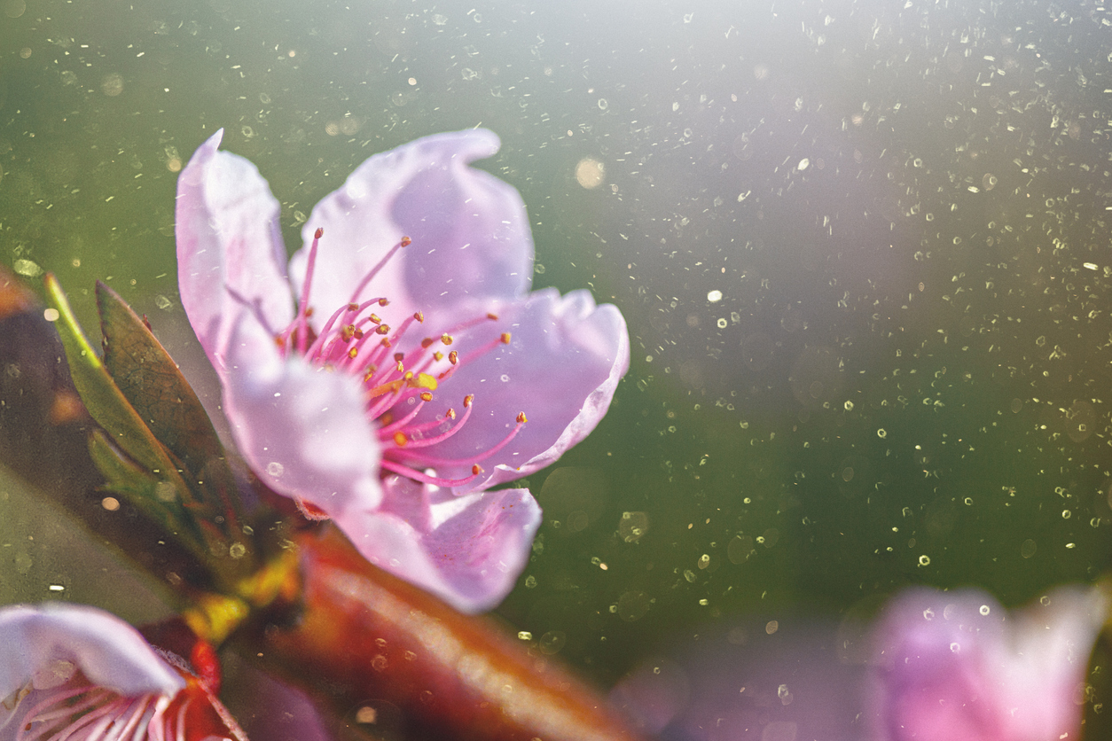 Flower with pollen floating in the air.